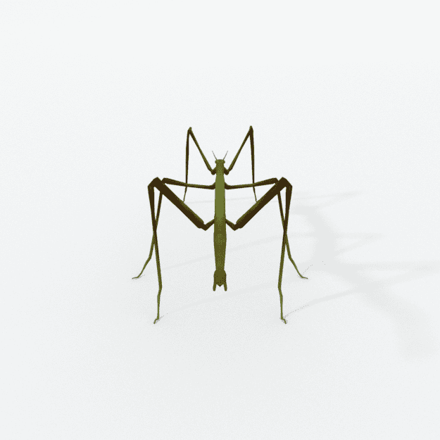 stick insect.png