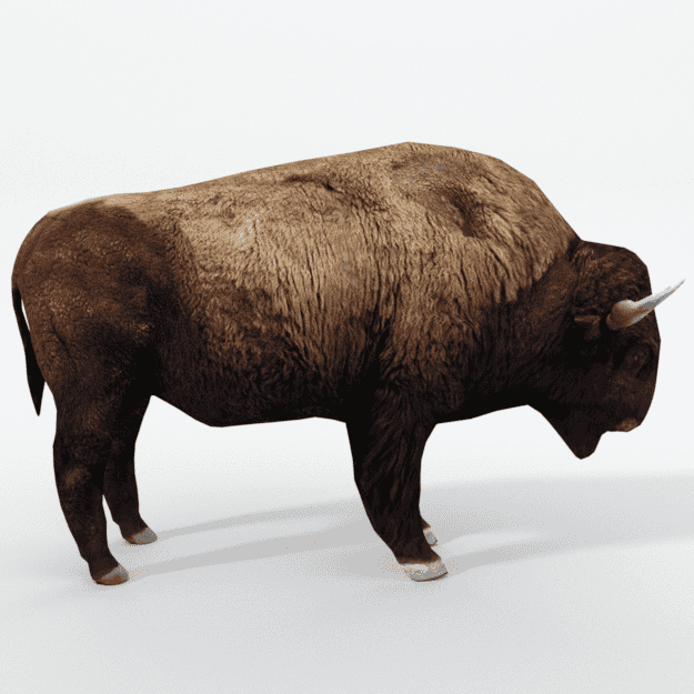 american bison buffalo.png